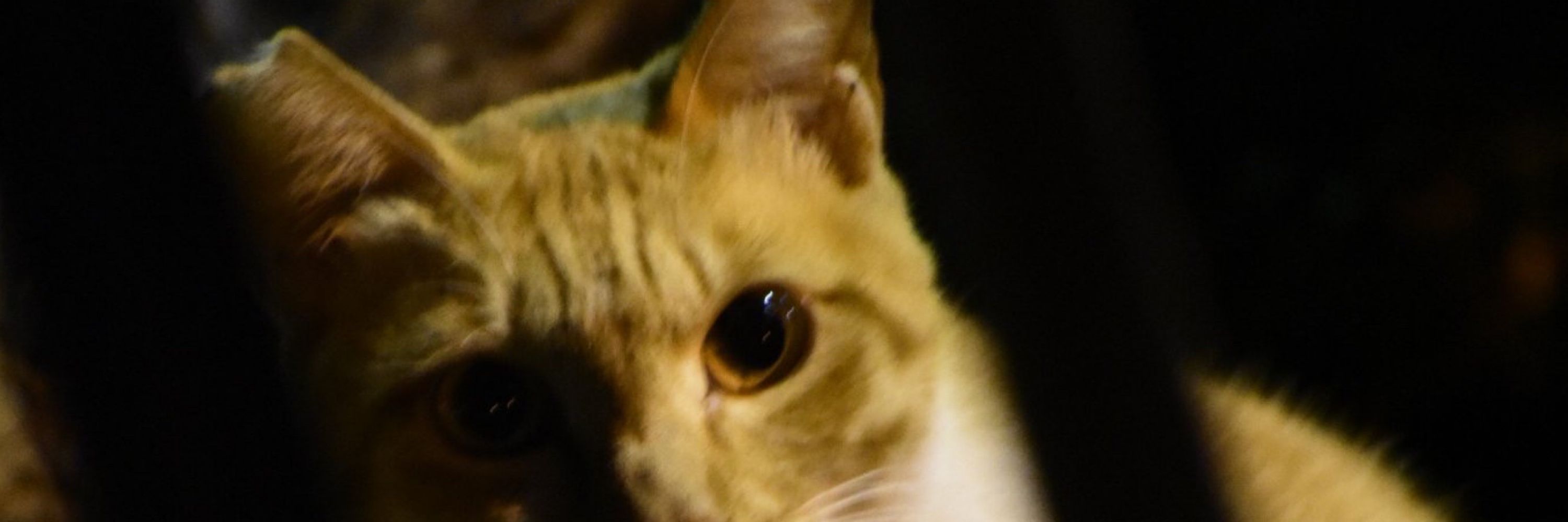 やせんだい
