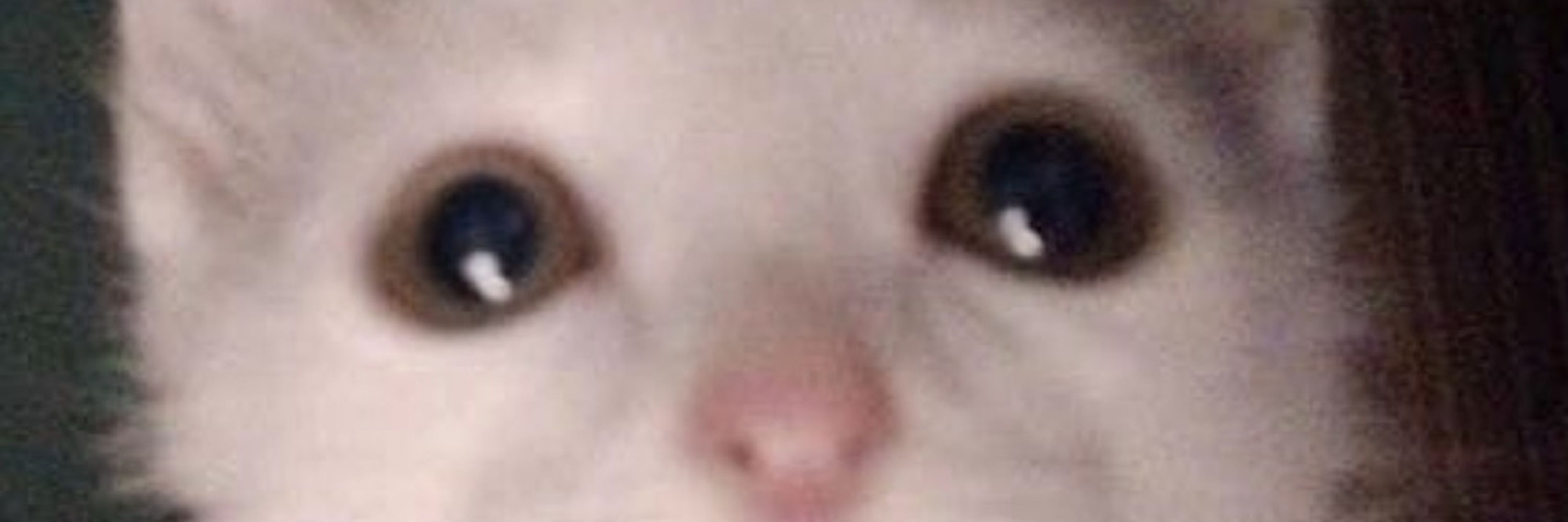 Smol Cat 🐈
