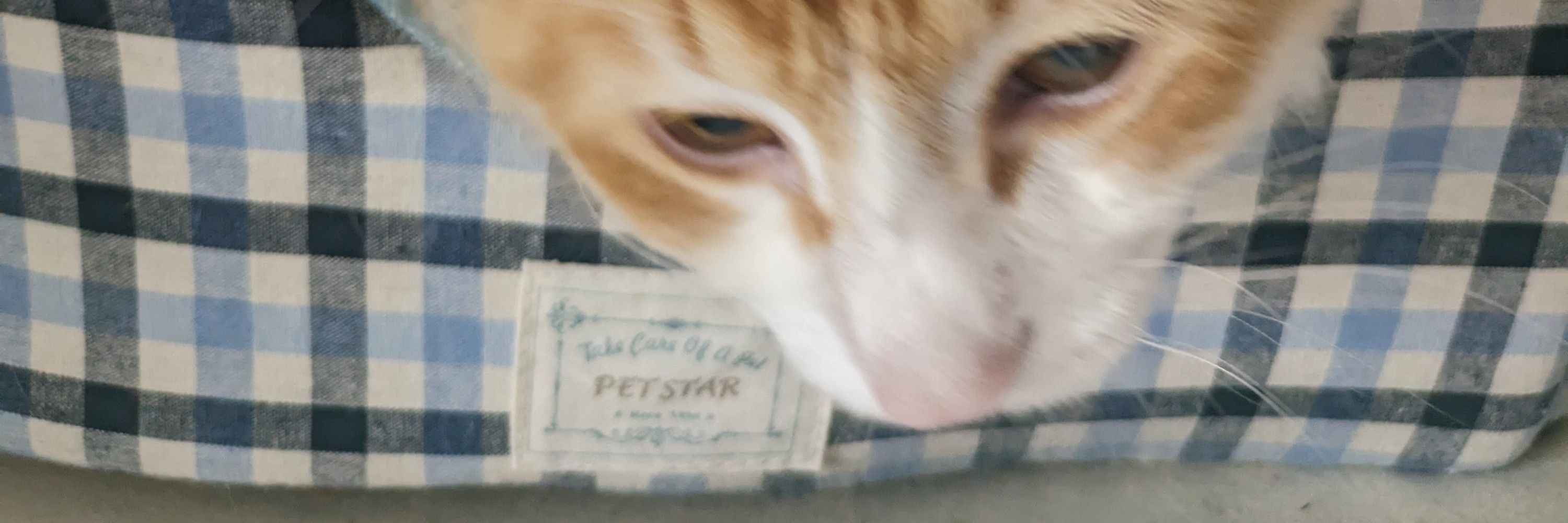 國松