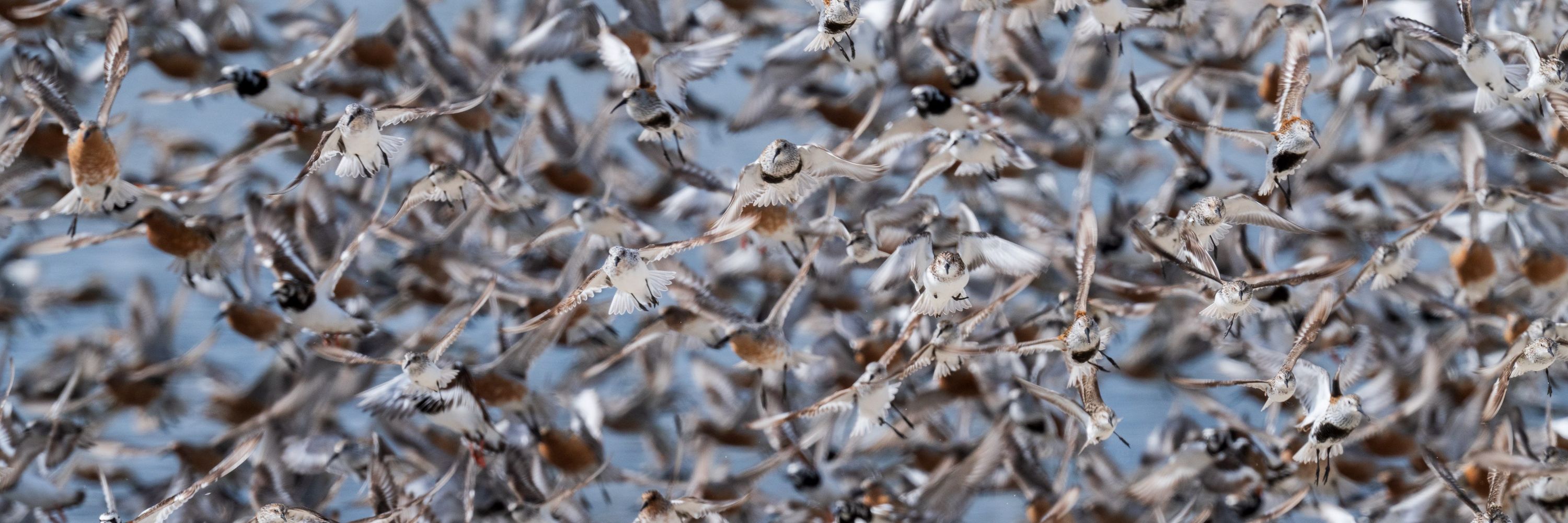Matt (I post birds)