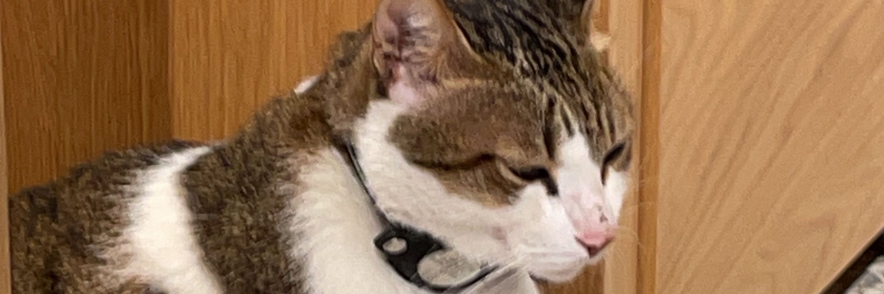 Mr.Patch