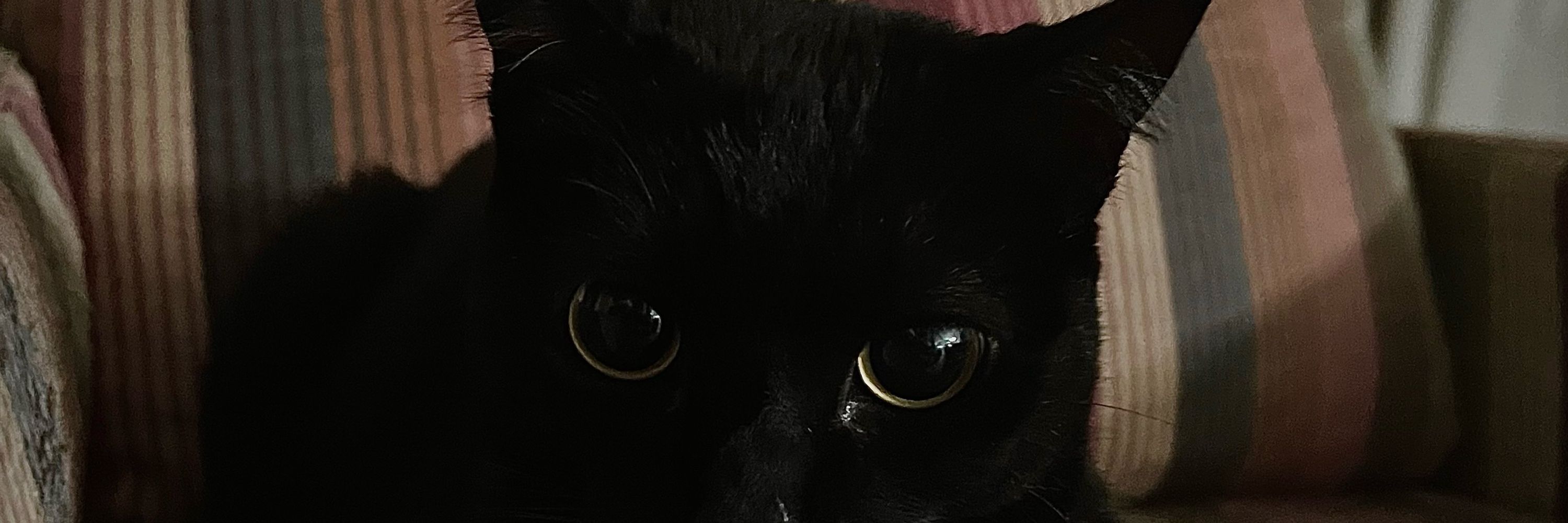 luis