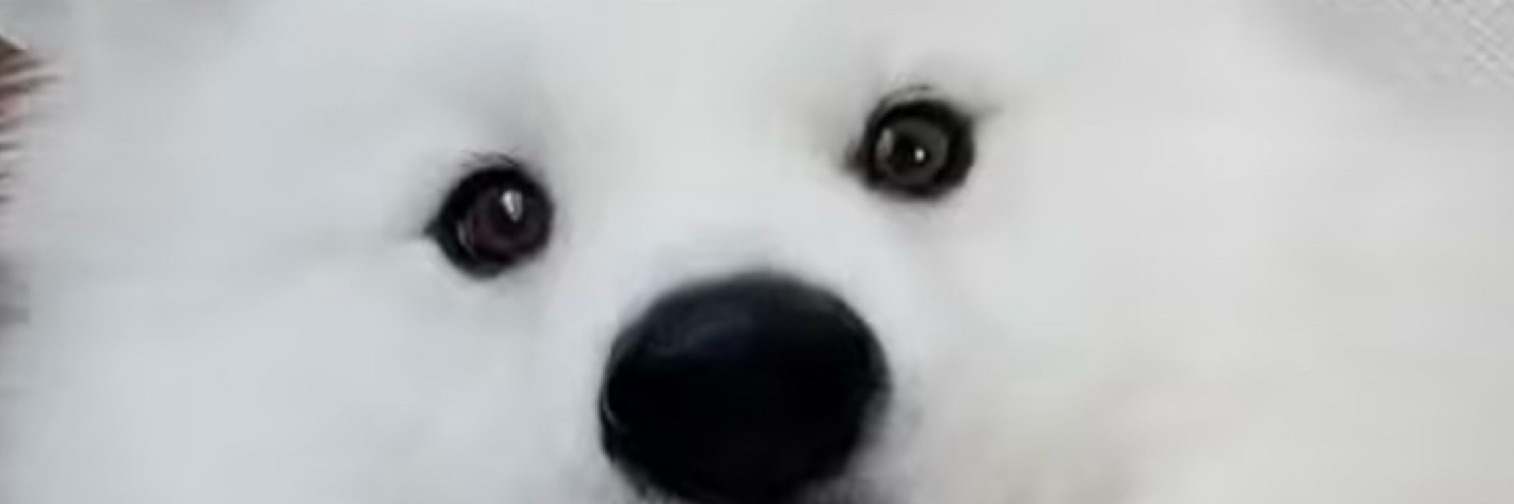 モグラ