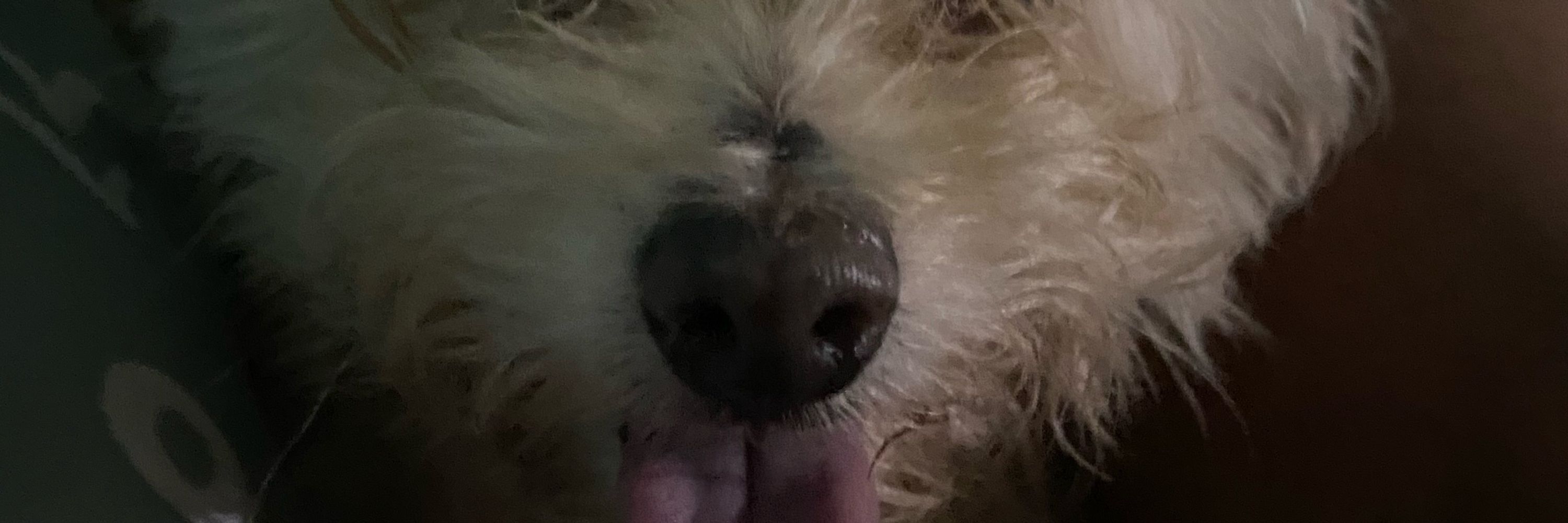 Maju 