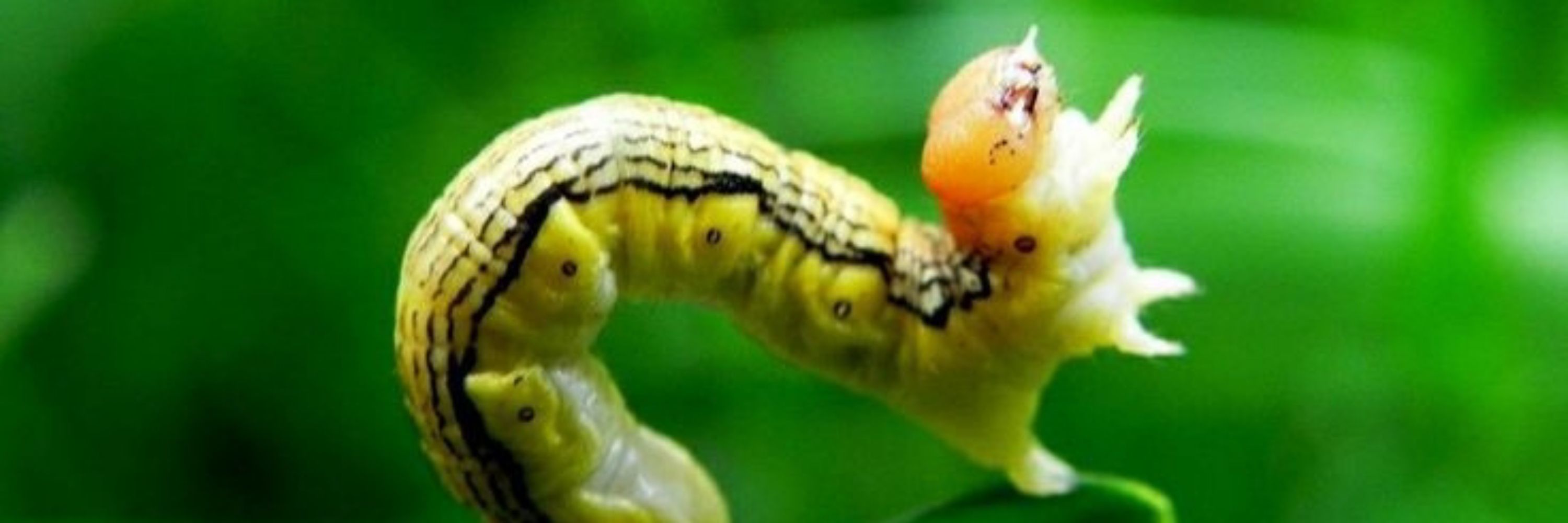 Meganeworm