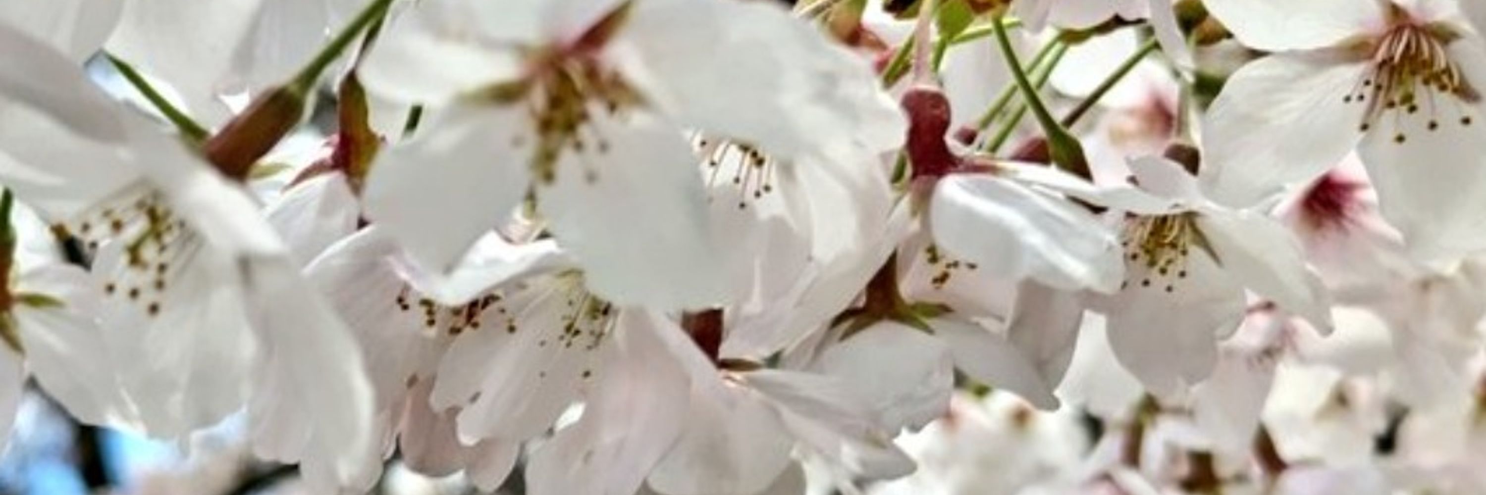 緋桜