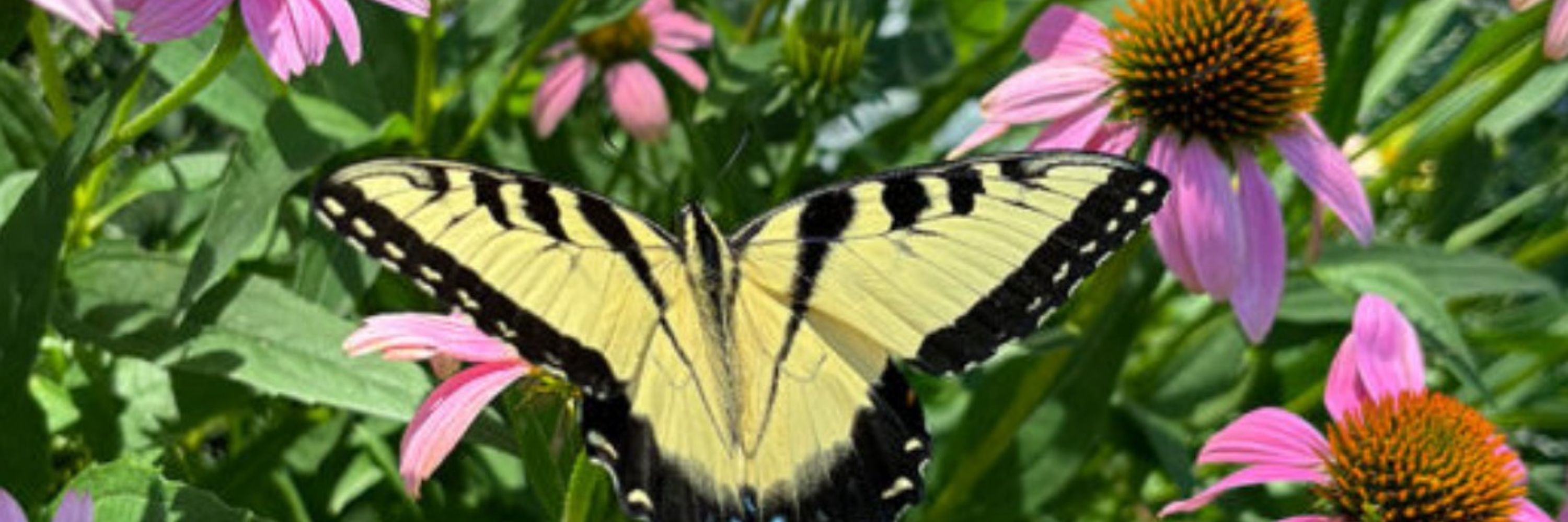 Vinland Valley Nursery