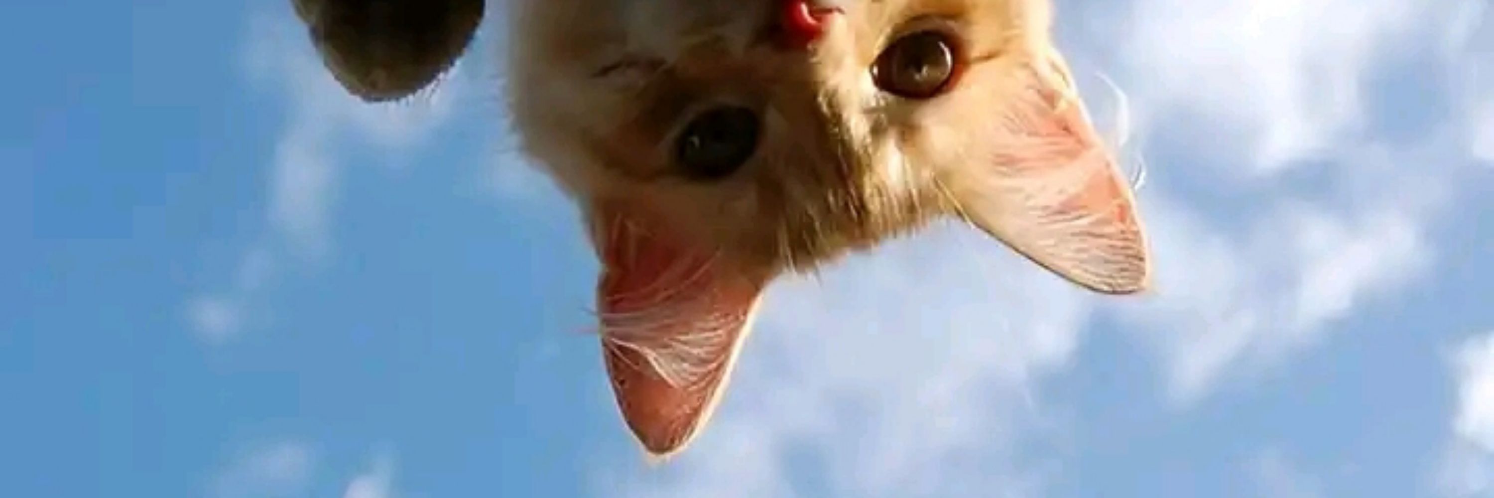 Chiony