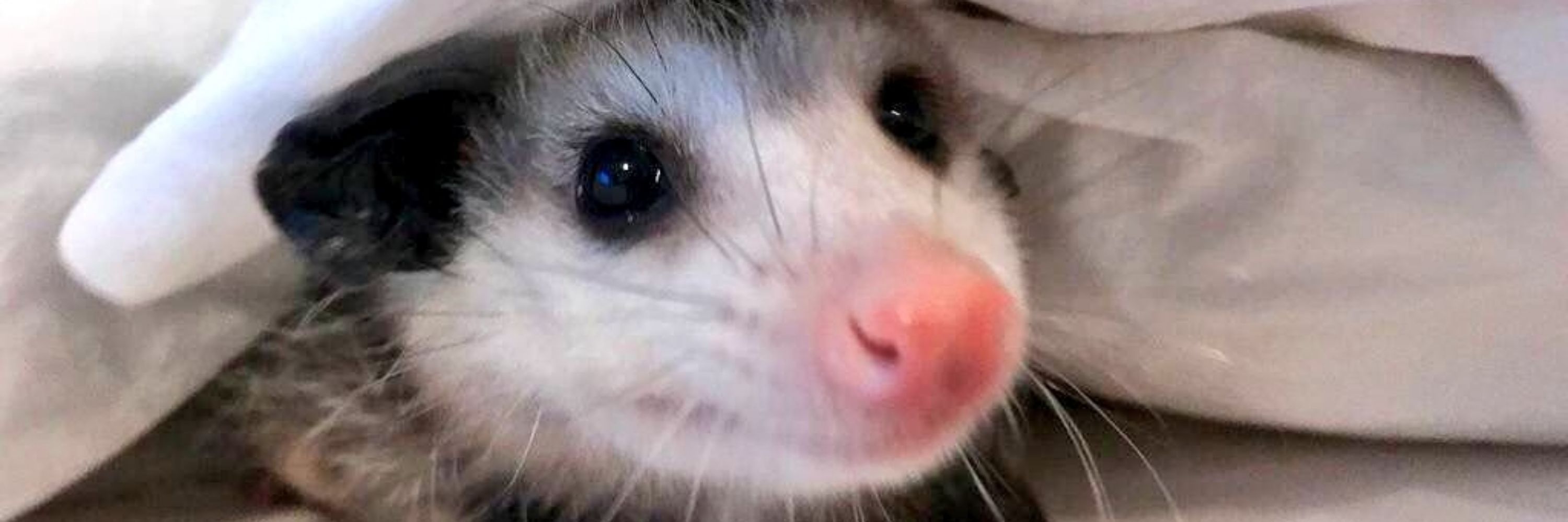 Least stinky yeen