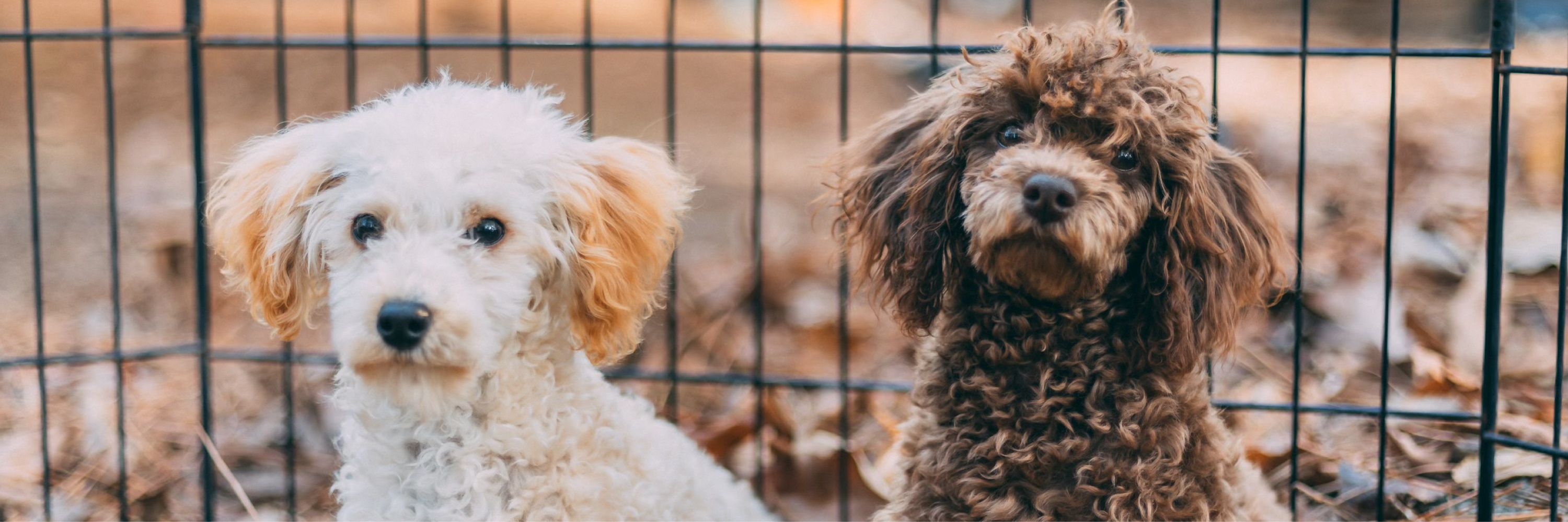 Pawfect Match Rescue & Rehabilitation