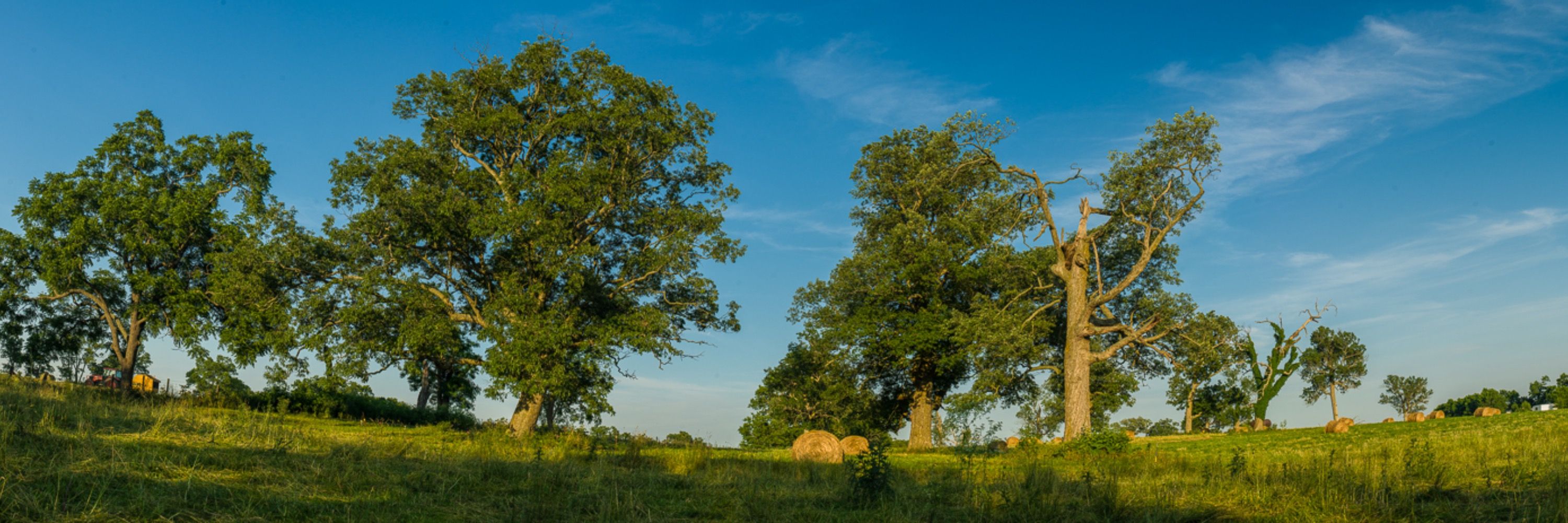 Profile banner