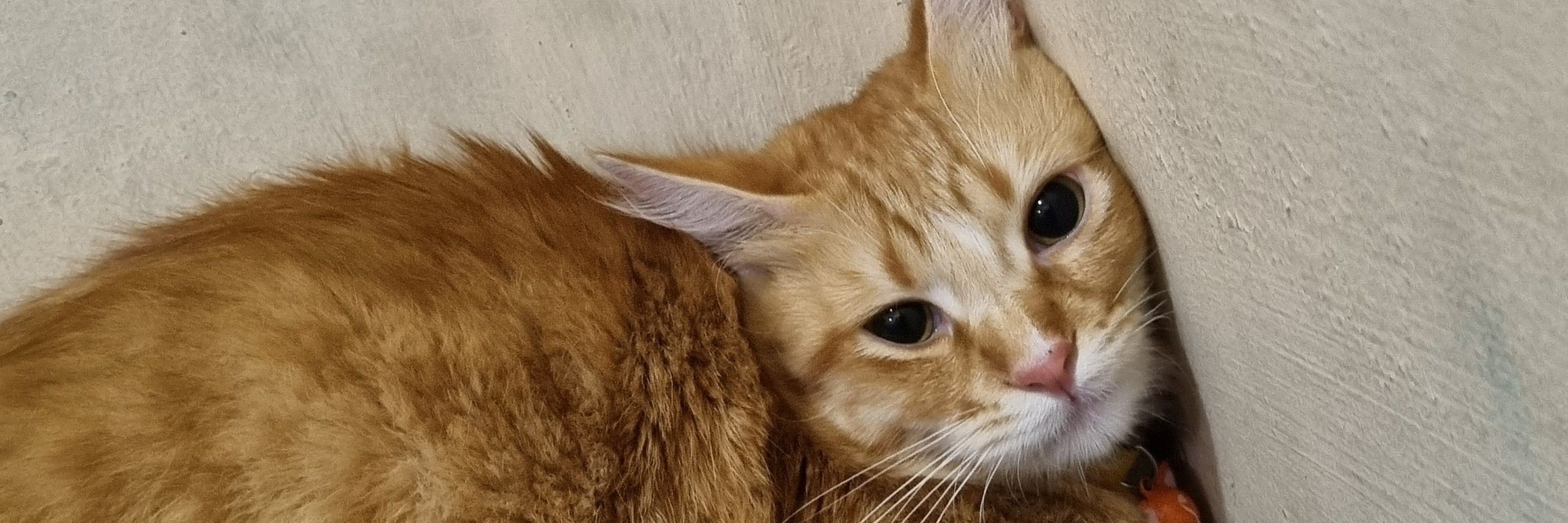 Loki