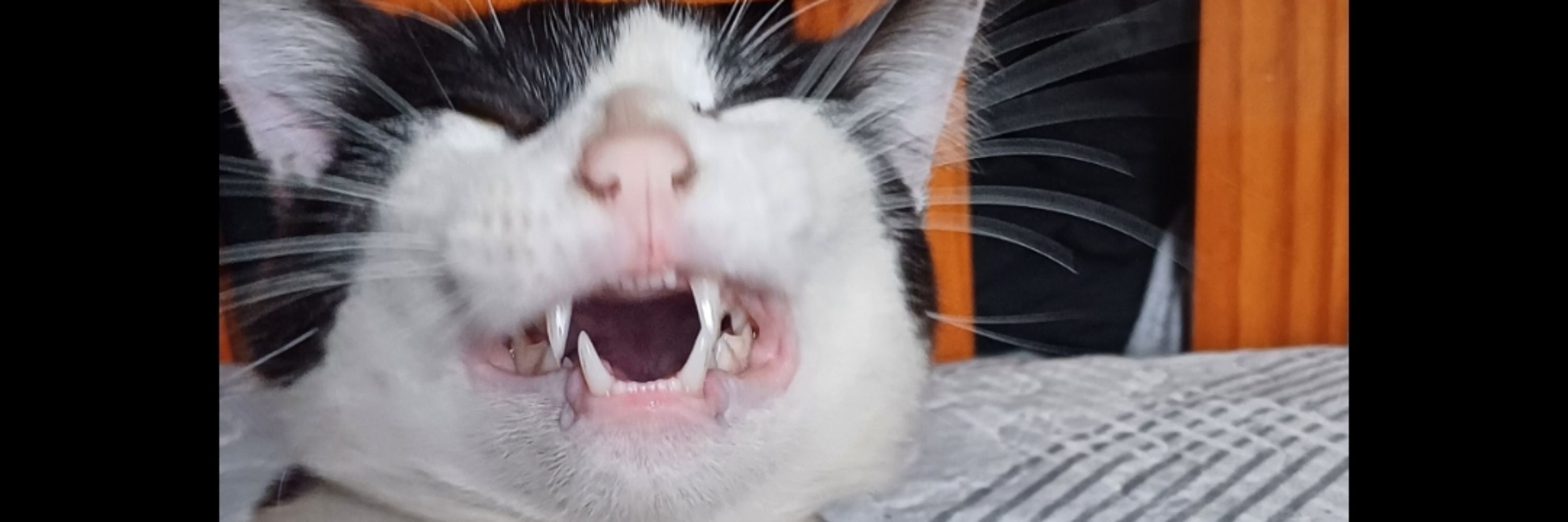 natalinha
