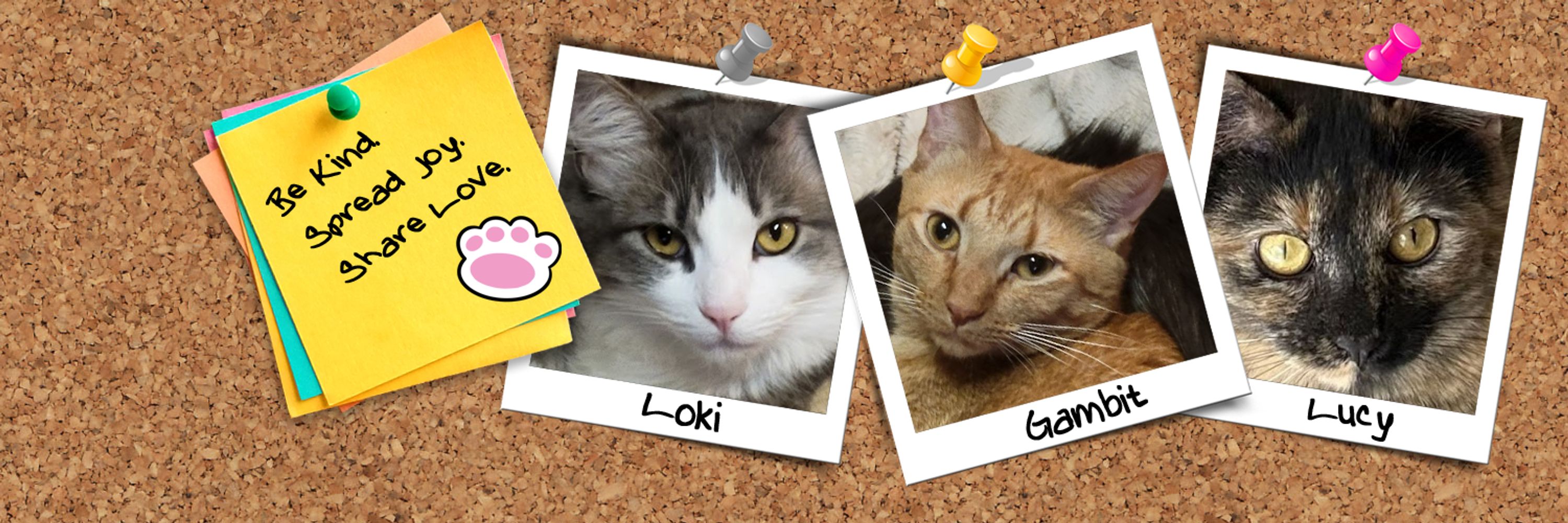 Loki & Gambit & Lucy