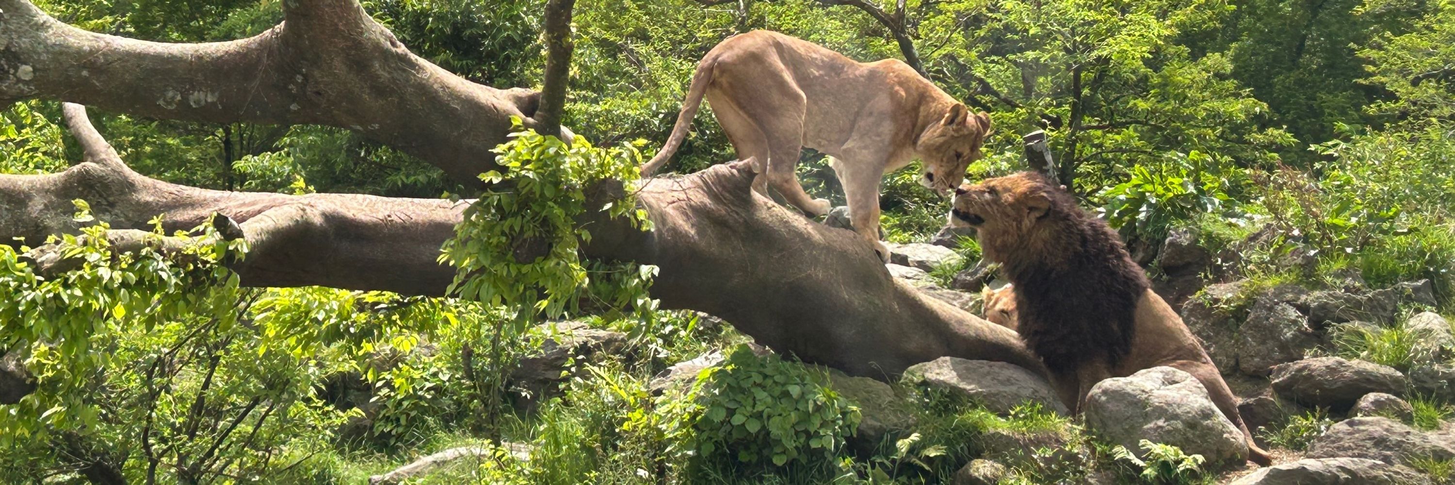ウインドベル