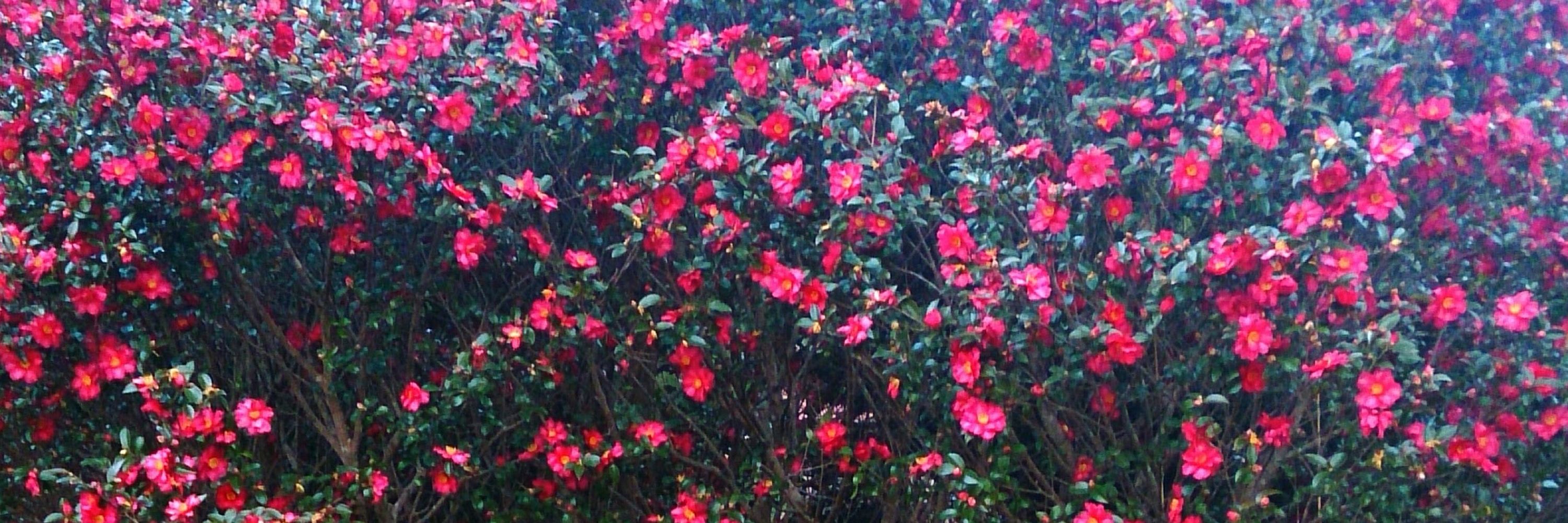 むむむ🌸