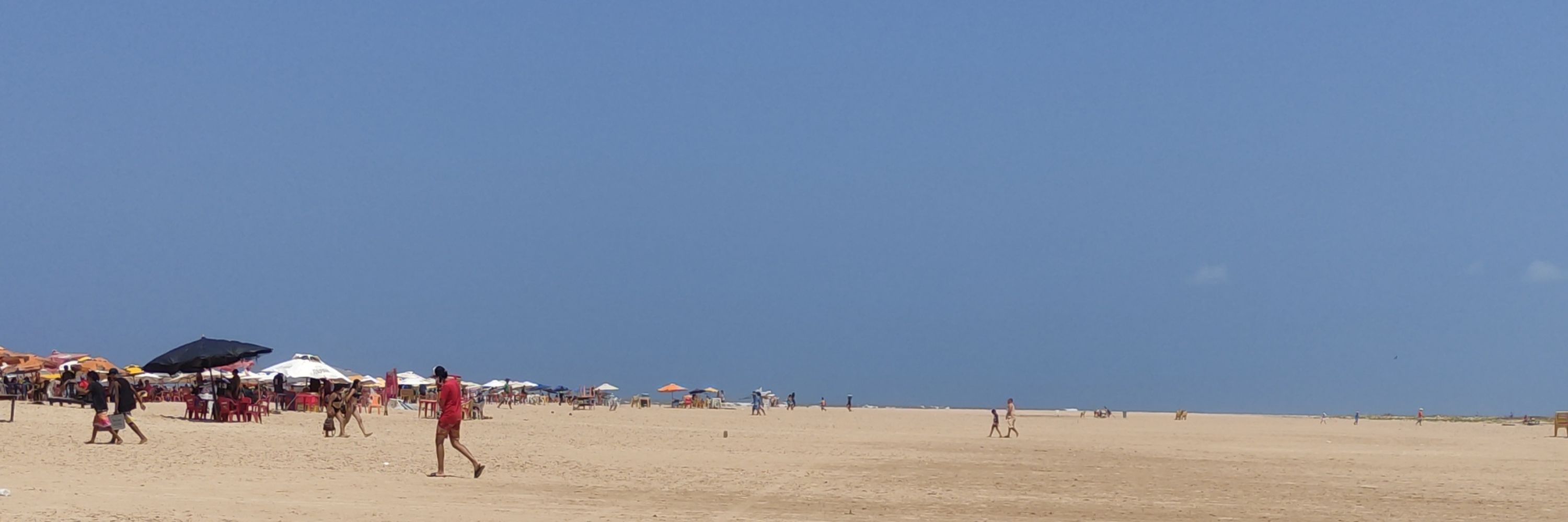 Caranguejão de Aracaju 🦀