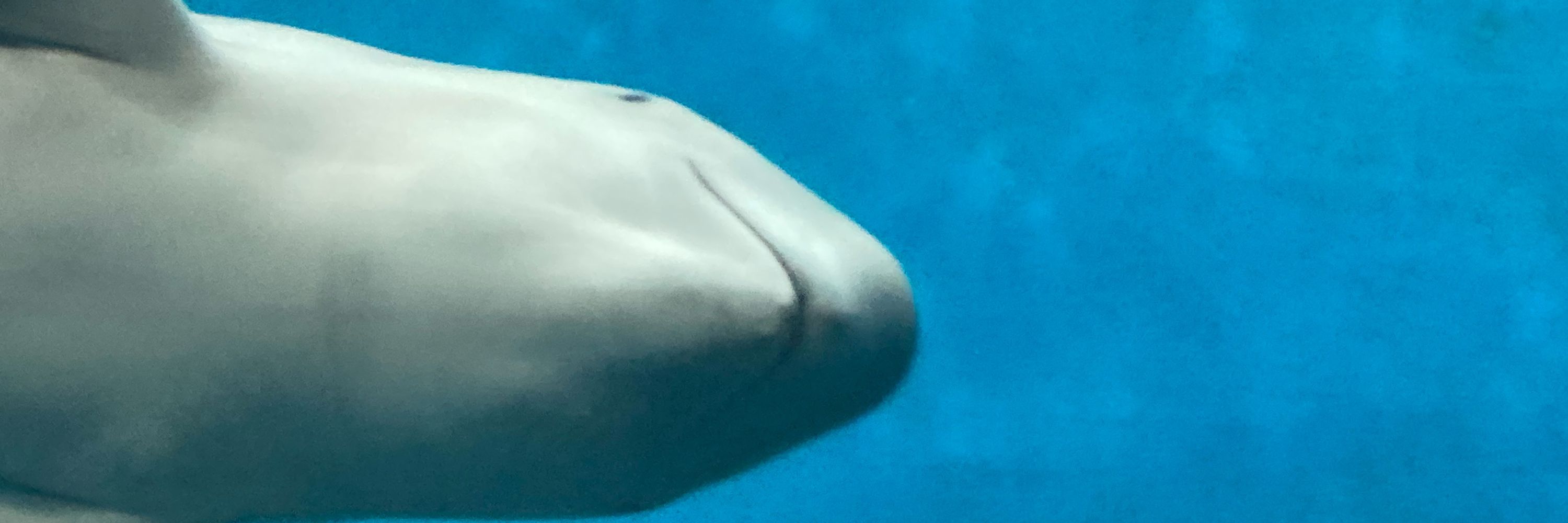 ちるる　𝕮𝕳𝕴𝕷𝖀𝕽𝖀