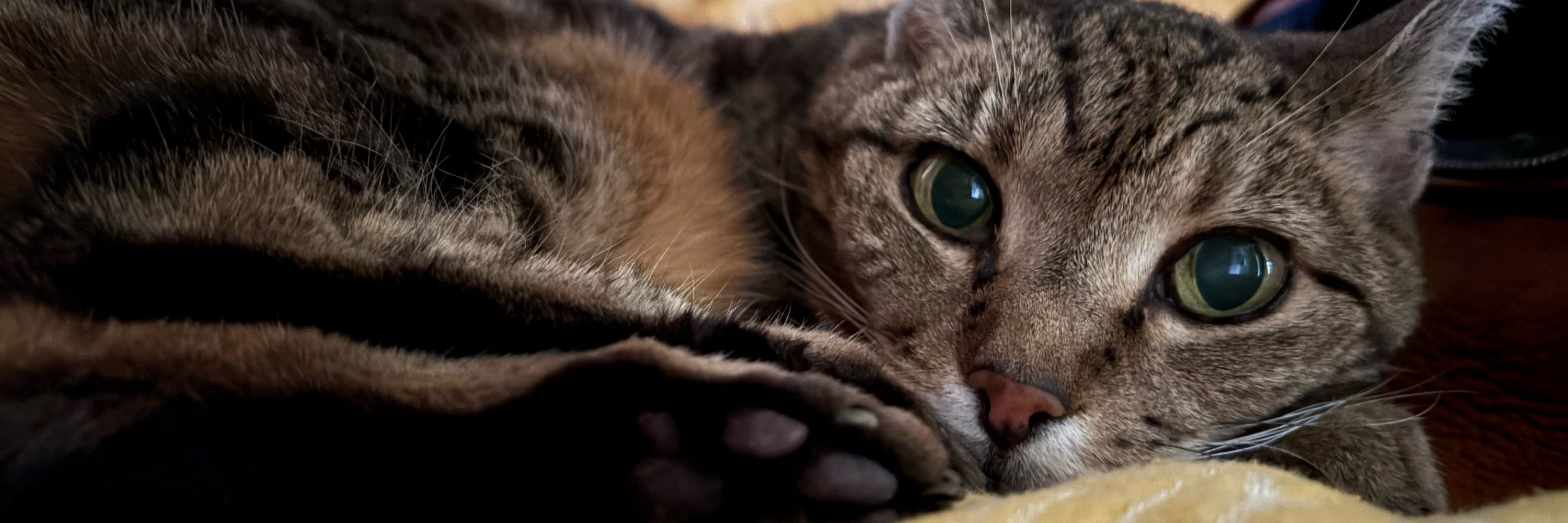 Puss Cattius