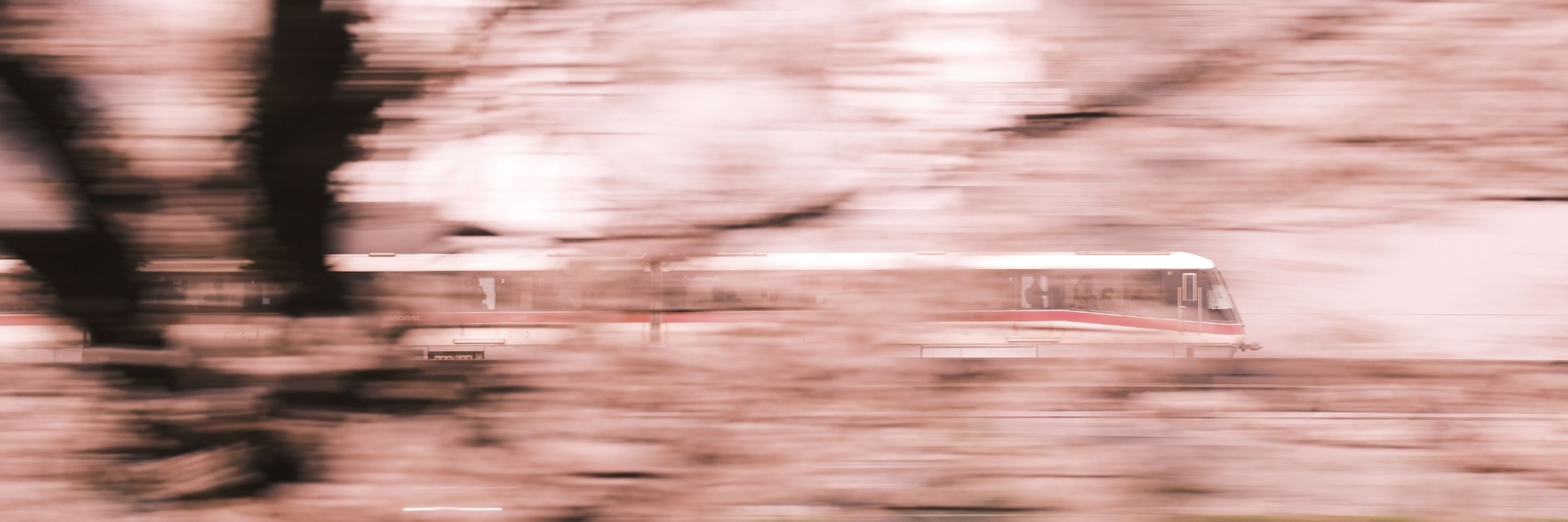 くじらさん( ･_______･ ）