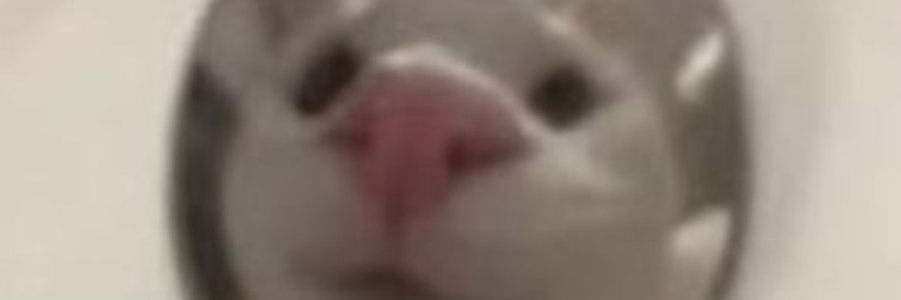 Stephmo