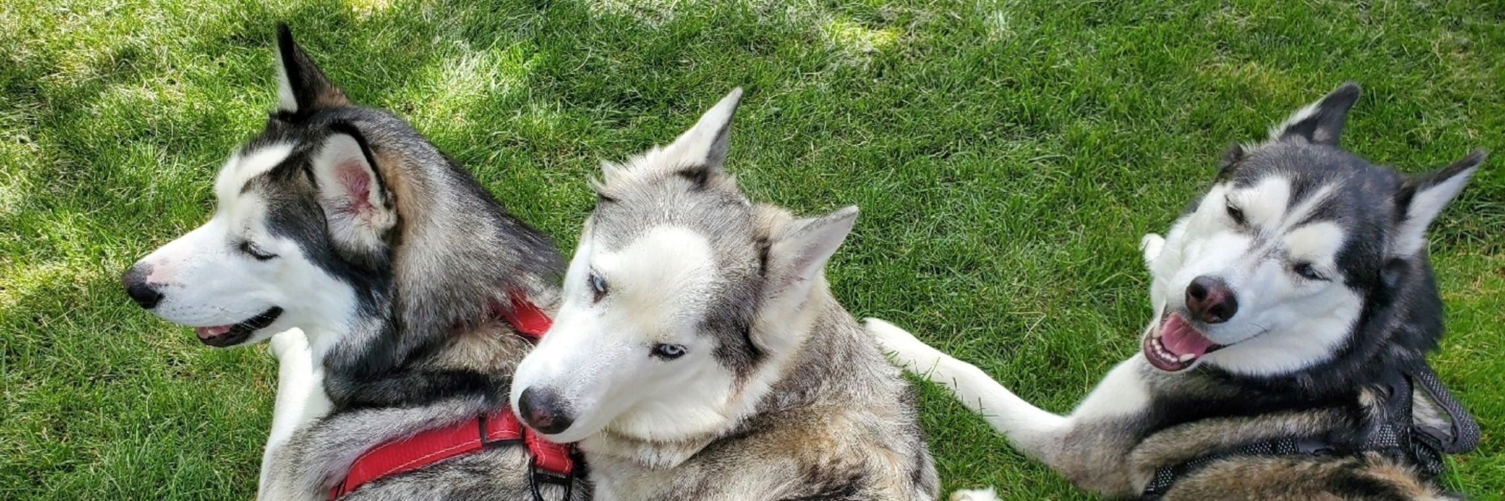 ECHO 💙