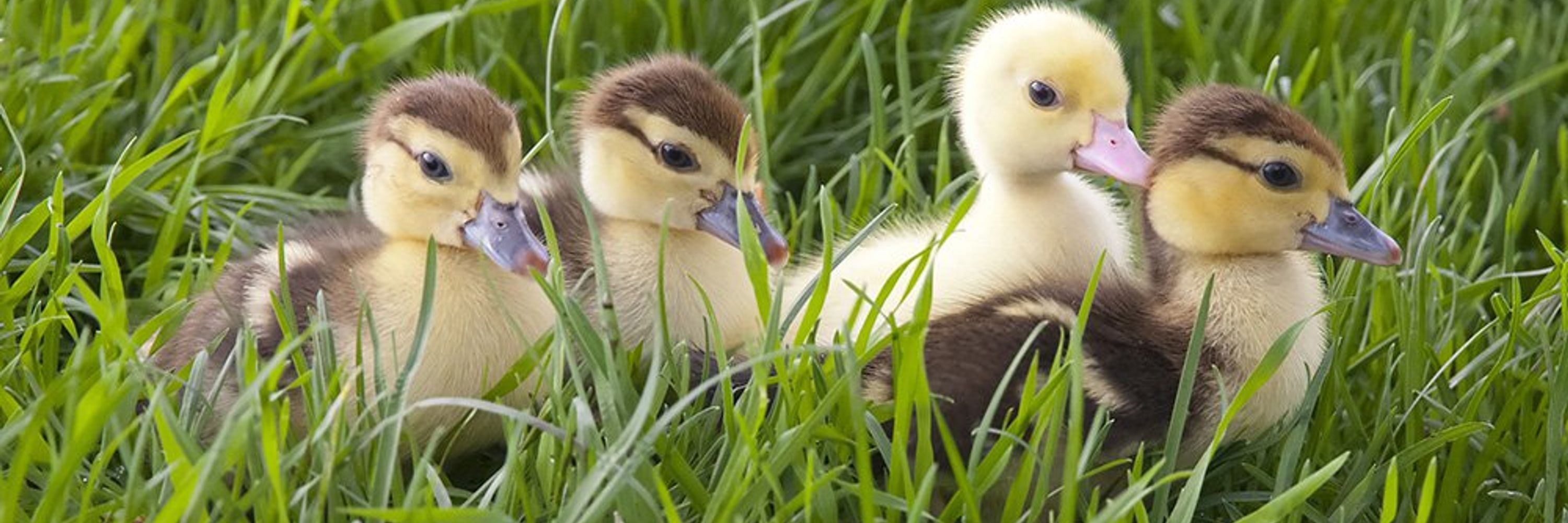 🦆Hourly Ducks