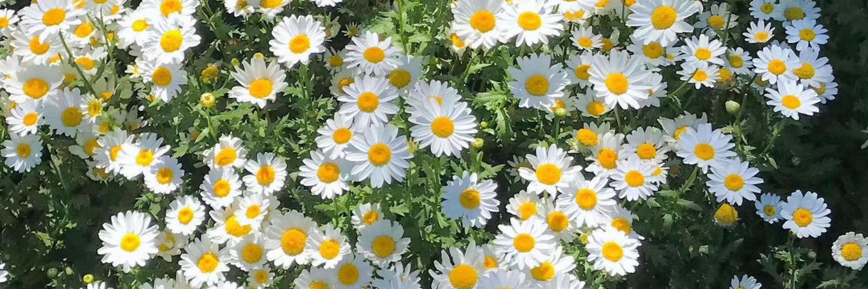 skyypow