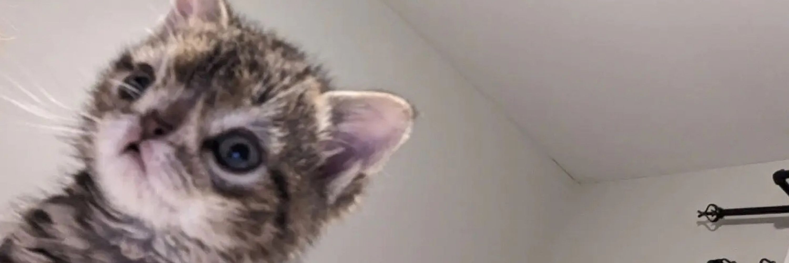 Daily Dose of Cats