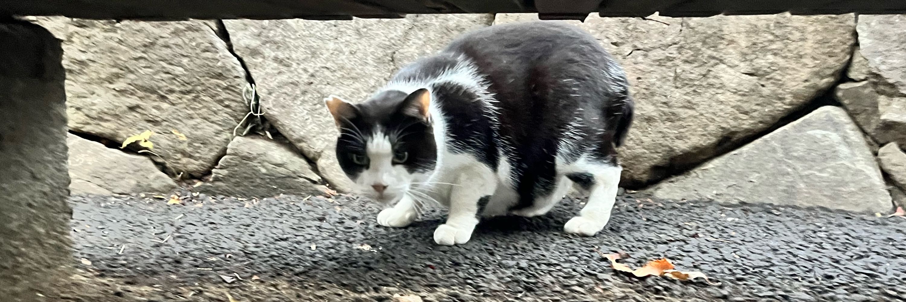 とりさん。