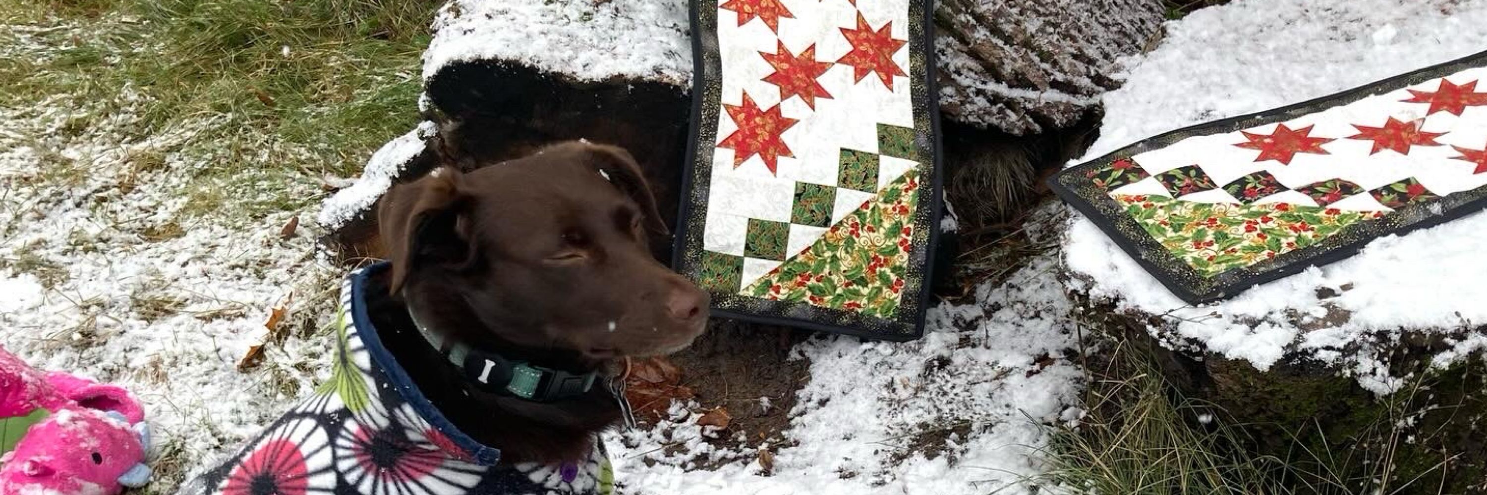 Golden Daisy Quilts & Pet Apparel