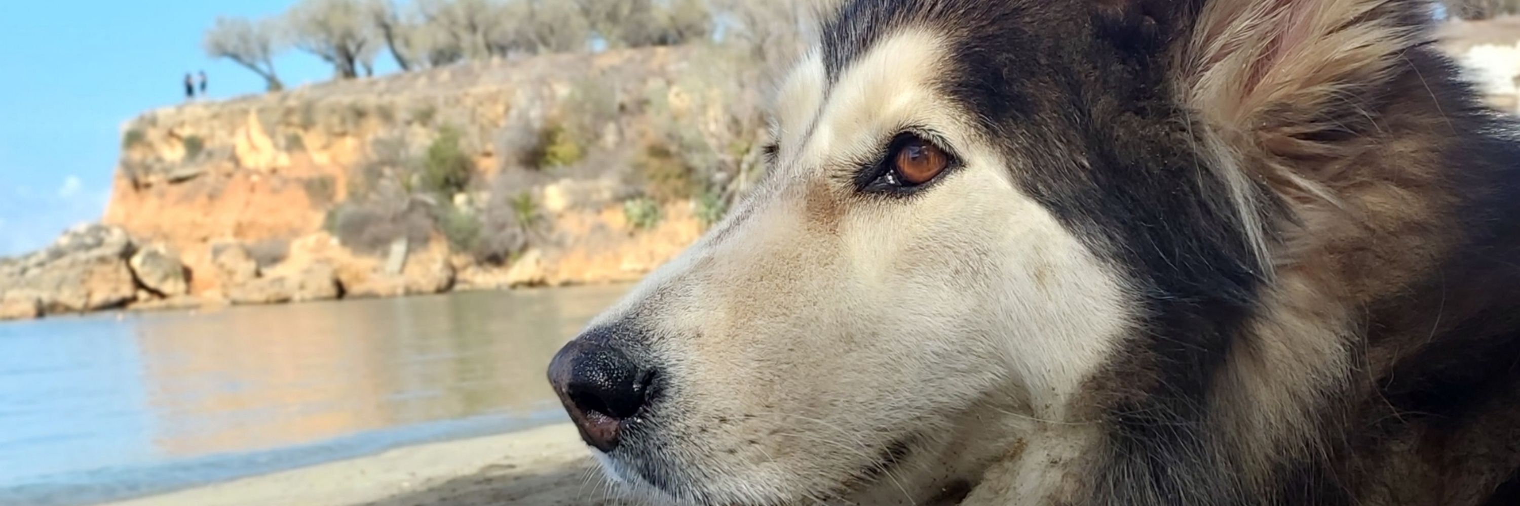 Pasha🐺Ali