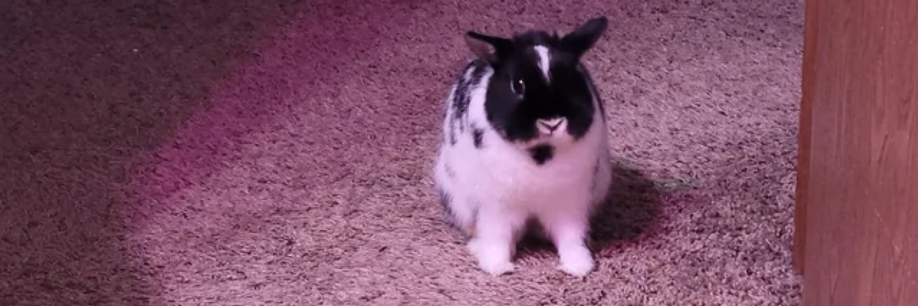 Bunny🐇🥀(Perpetua’s Girl)
