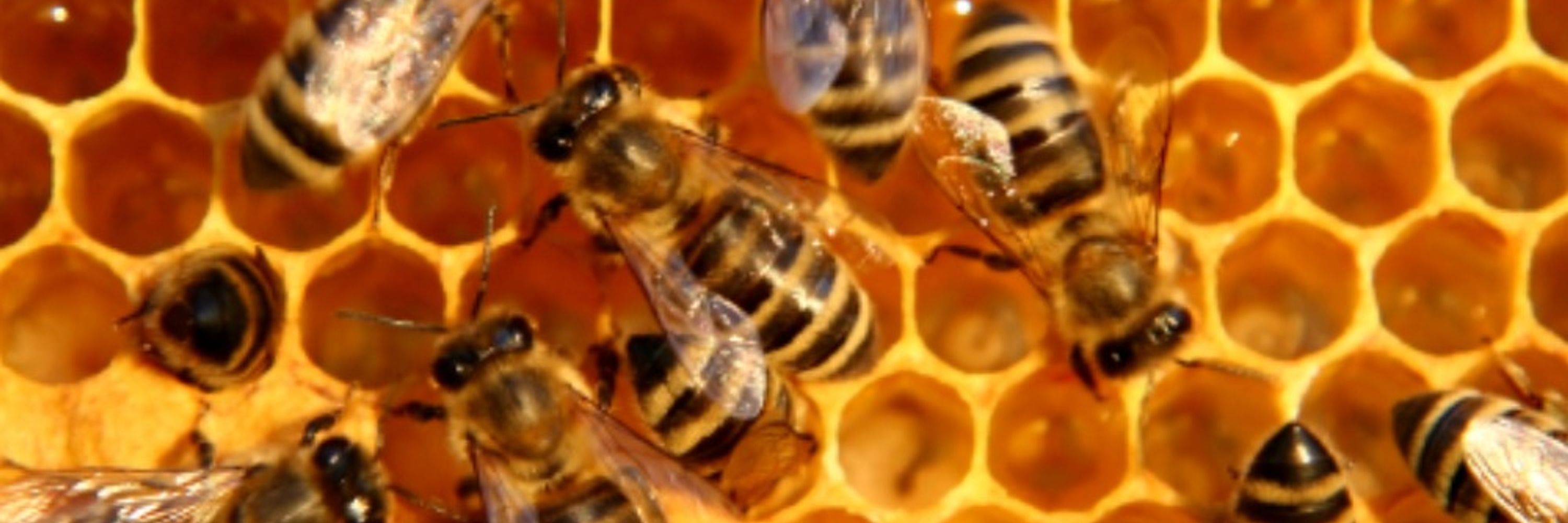 Sentient Bee Colony