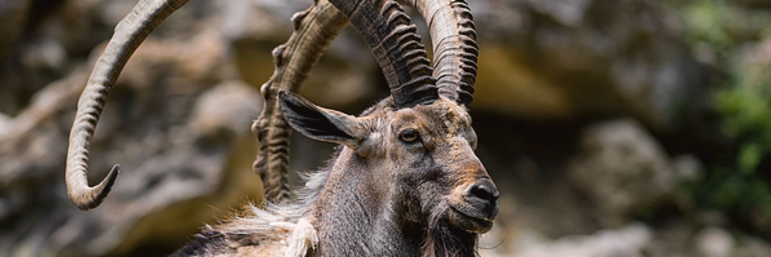 Goatplow