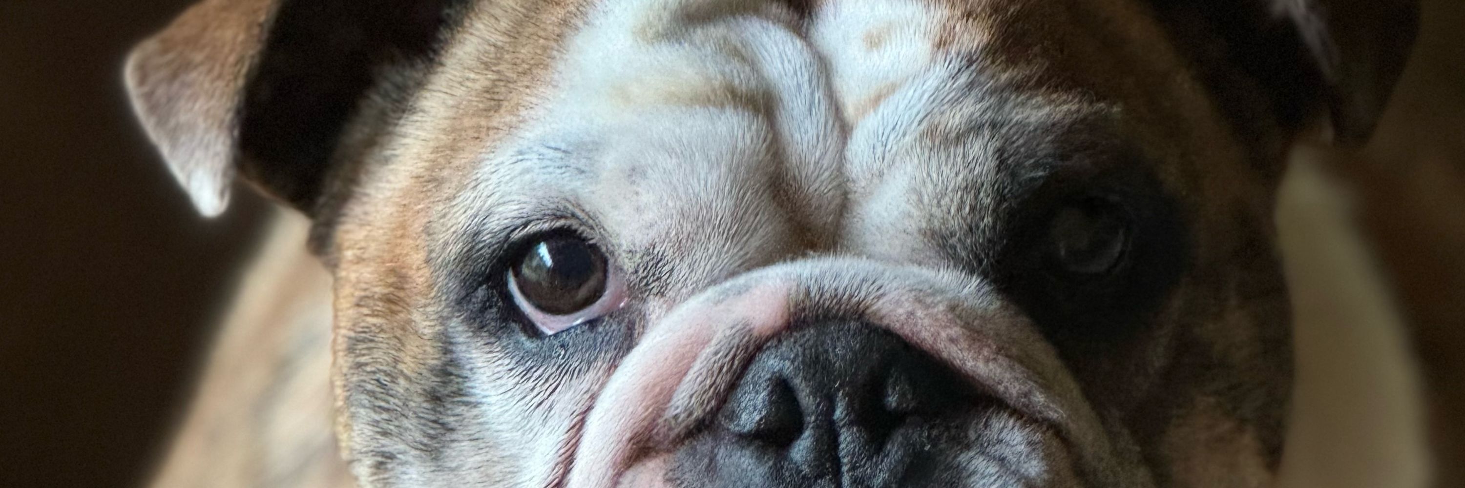 WinsomeBulldog