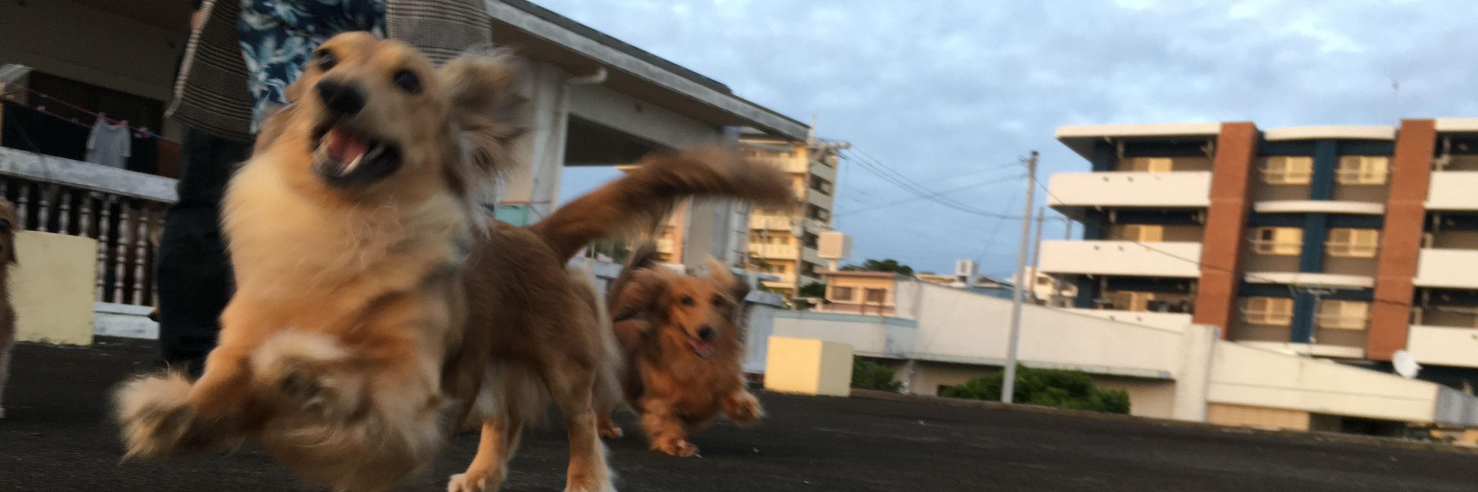 タン