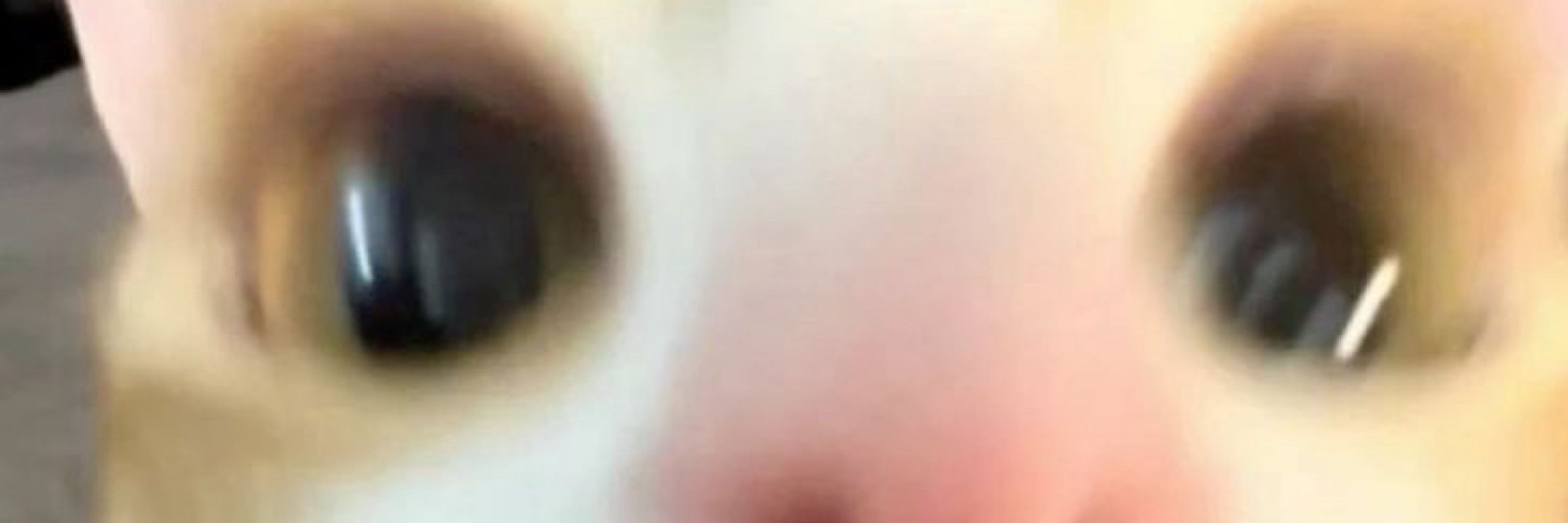 dani