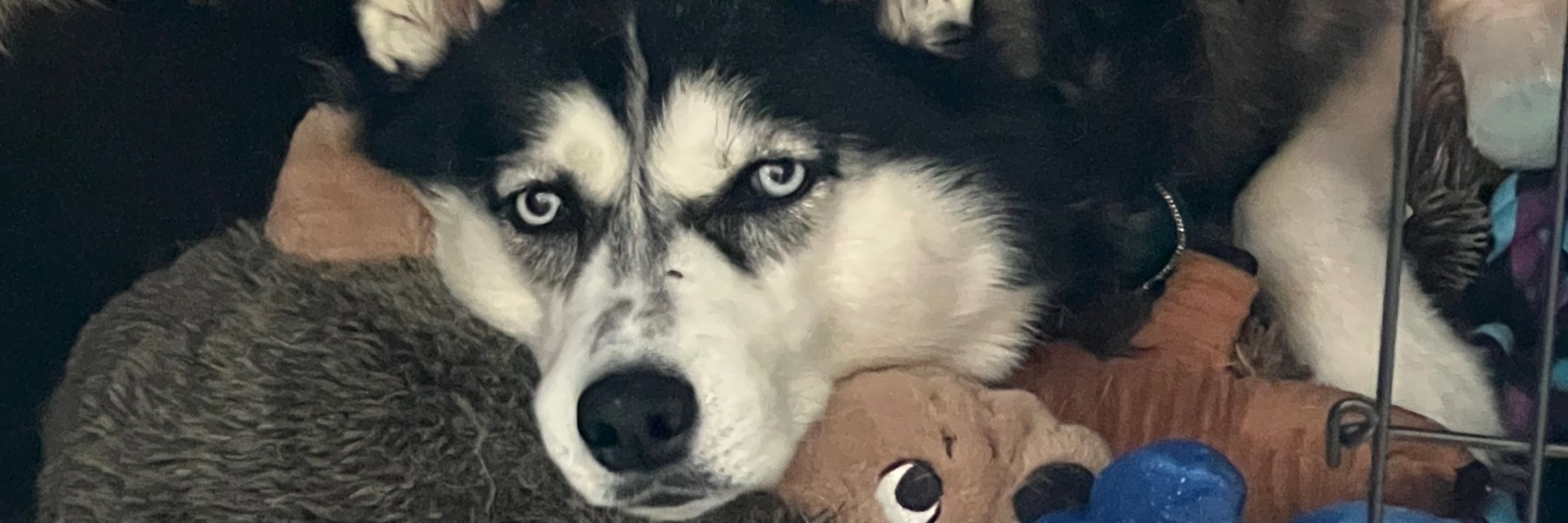 SassyWolf
