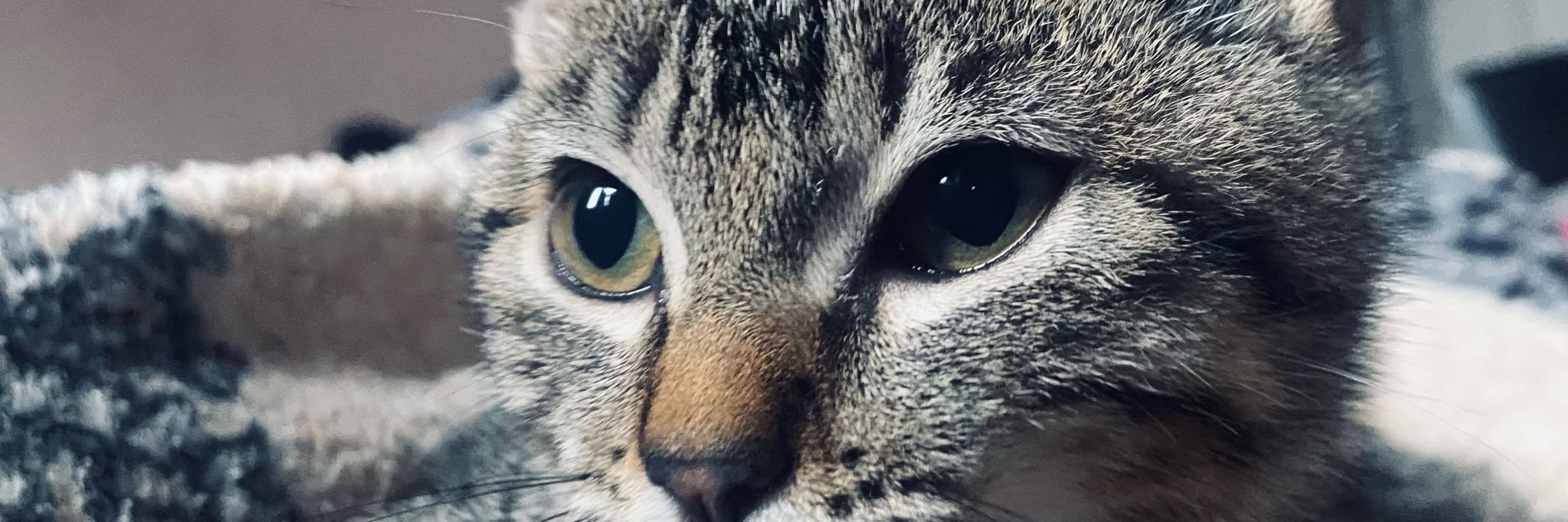 Juliasturza