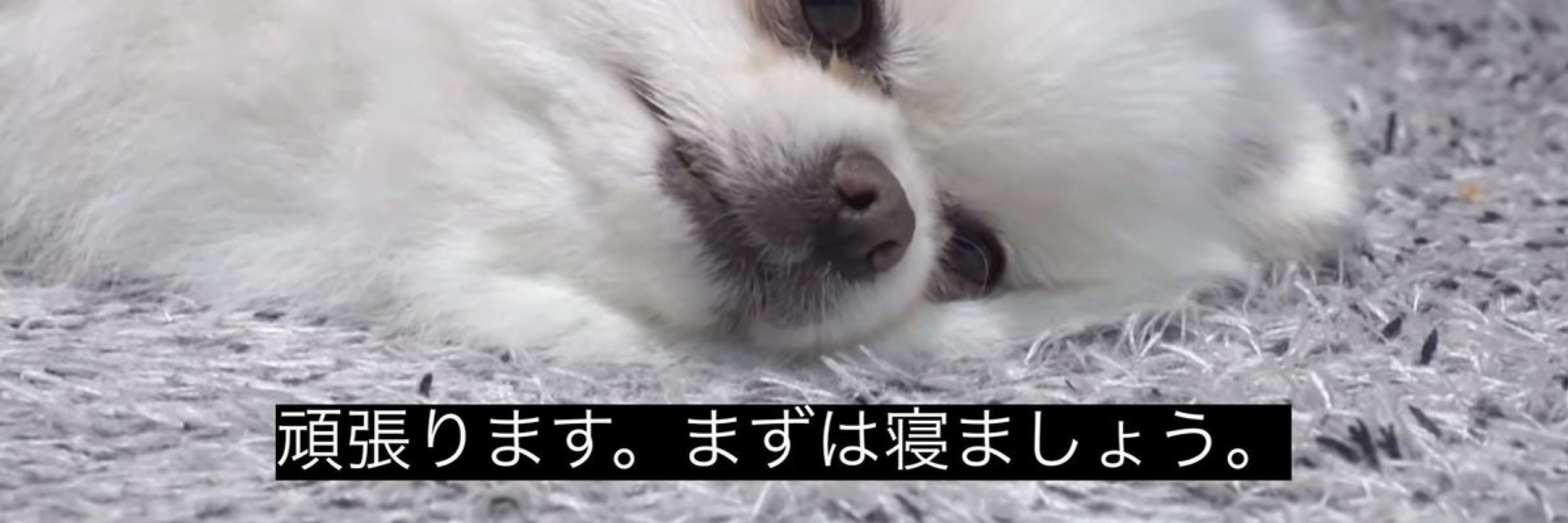 Evee (sleepy)