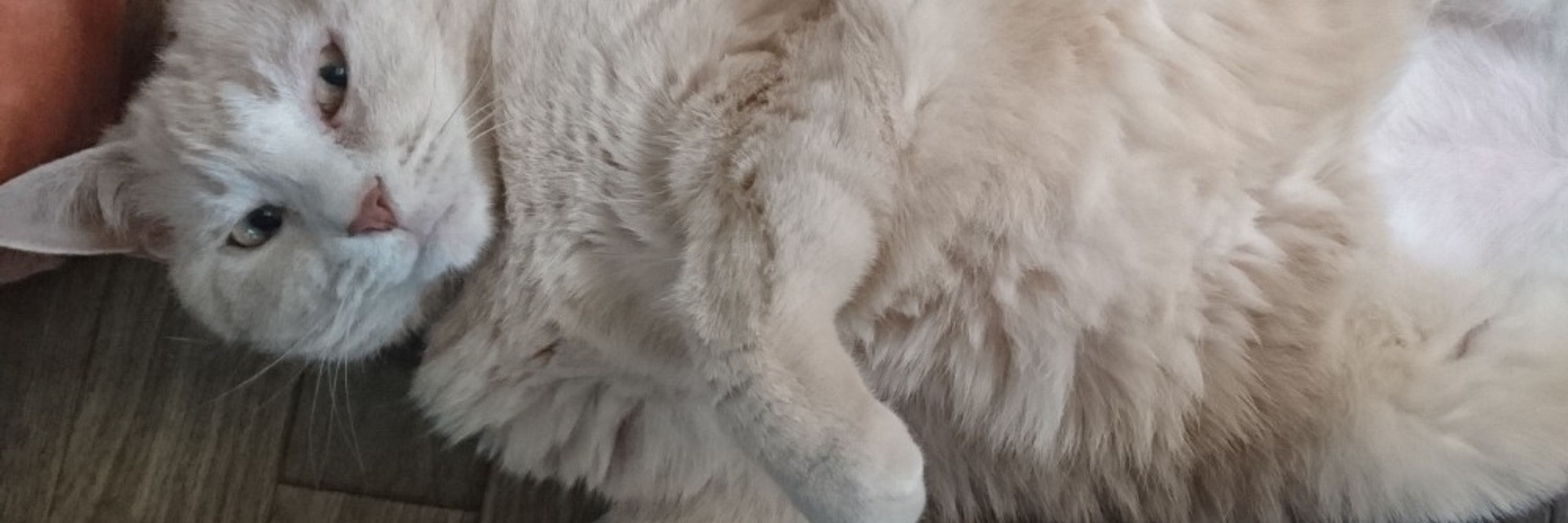 あおみね🐈