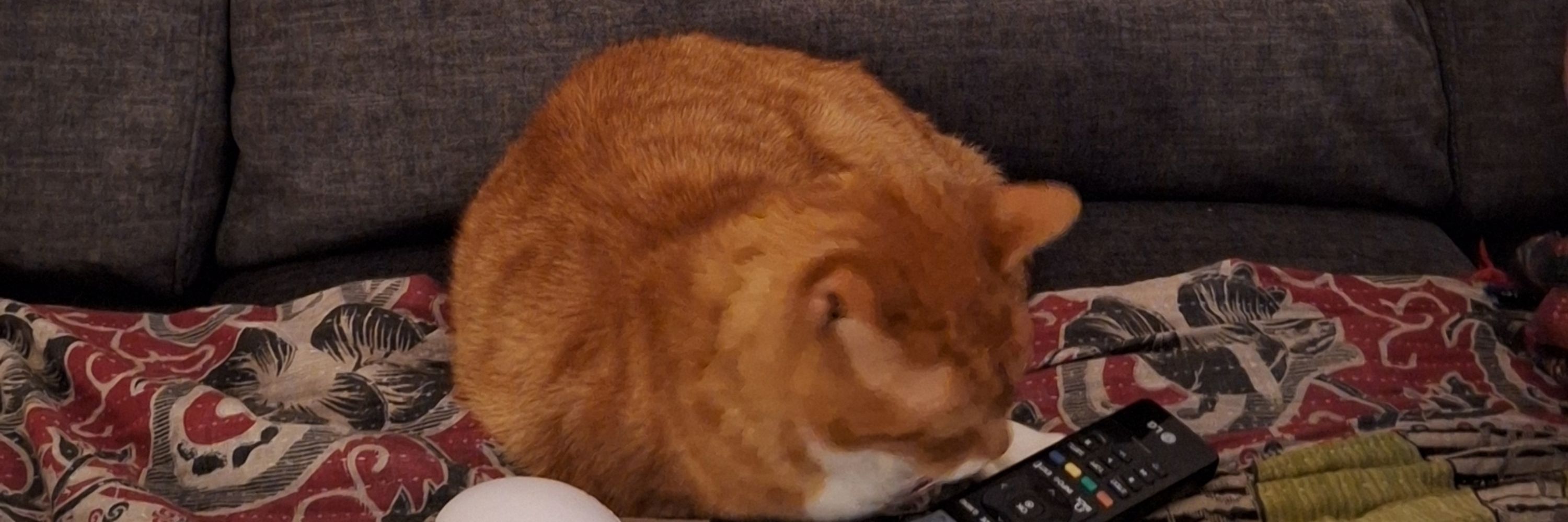 Cyril Cat