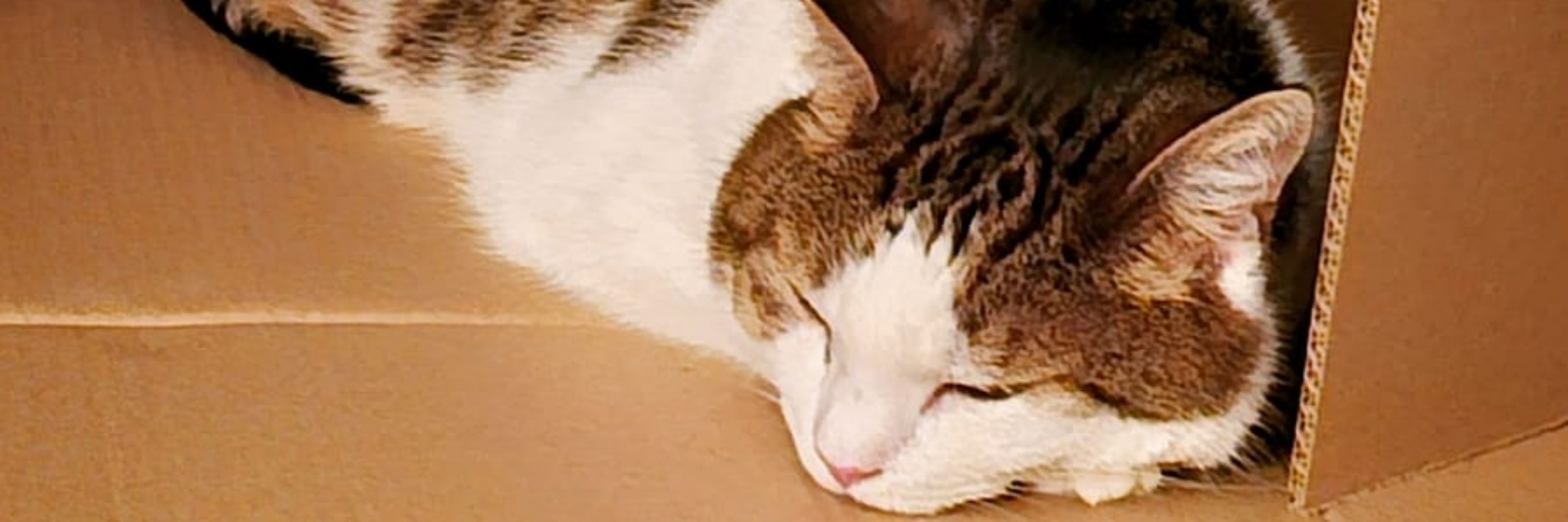 Tom