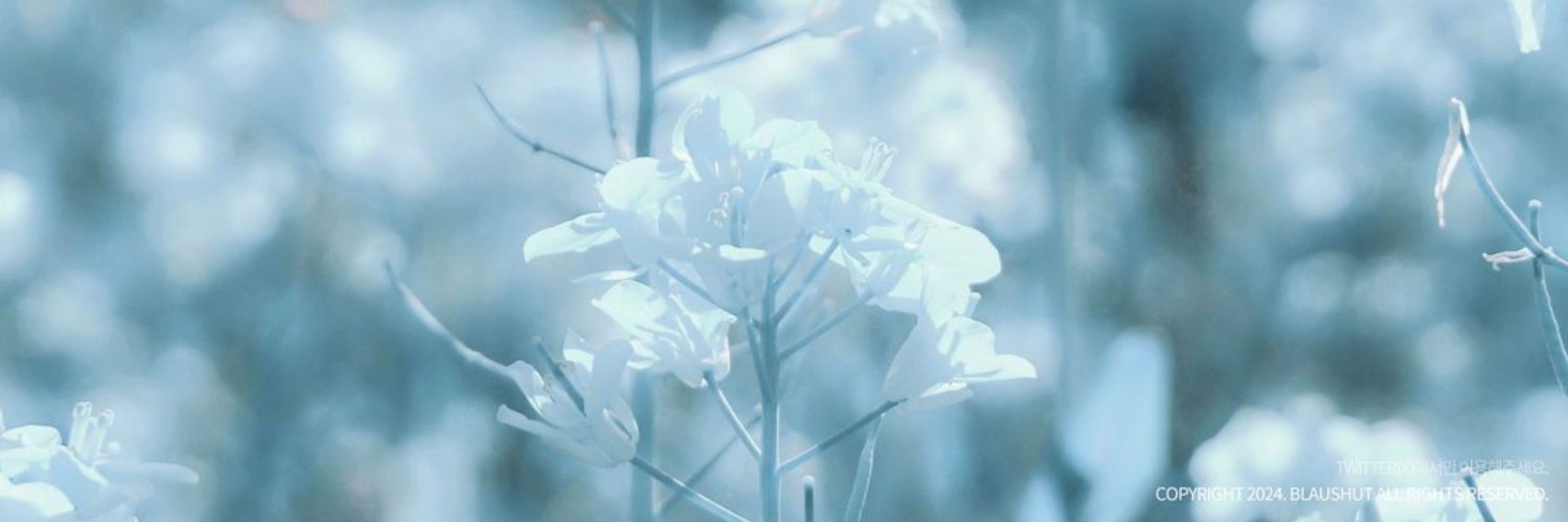 시루ᰔᩚ