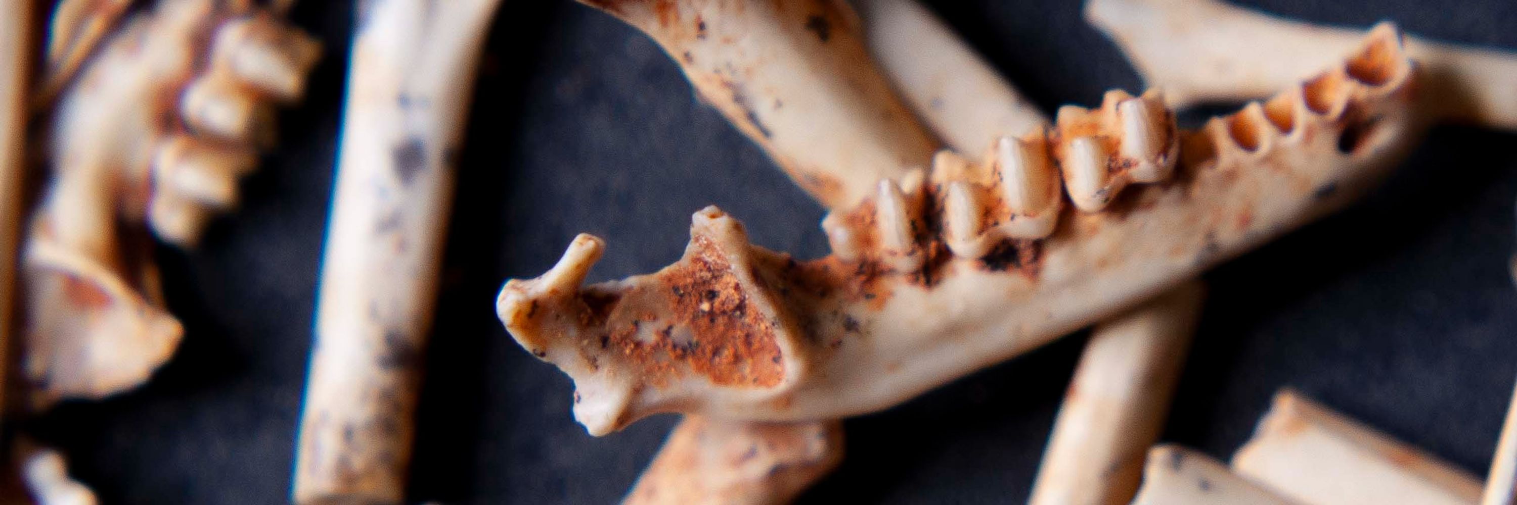 Iberian Fossil Bats