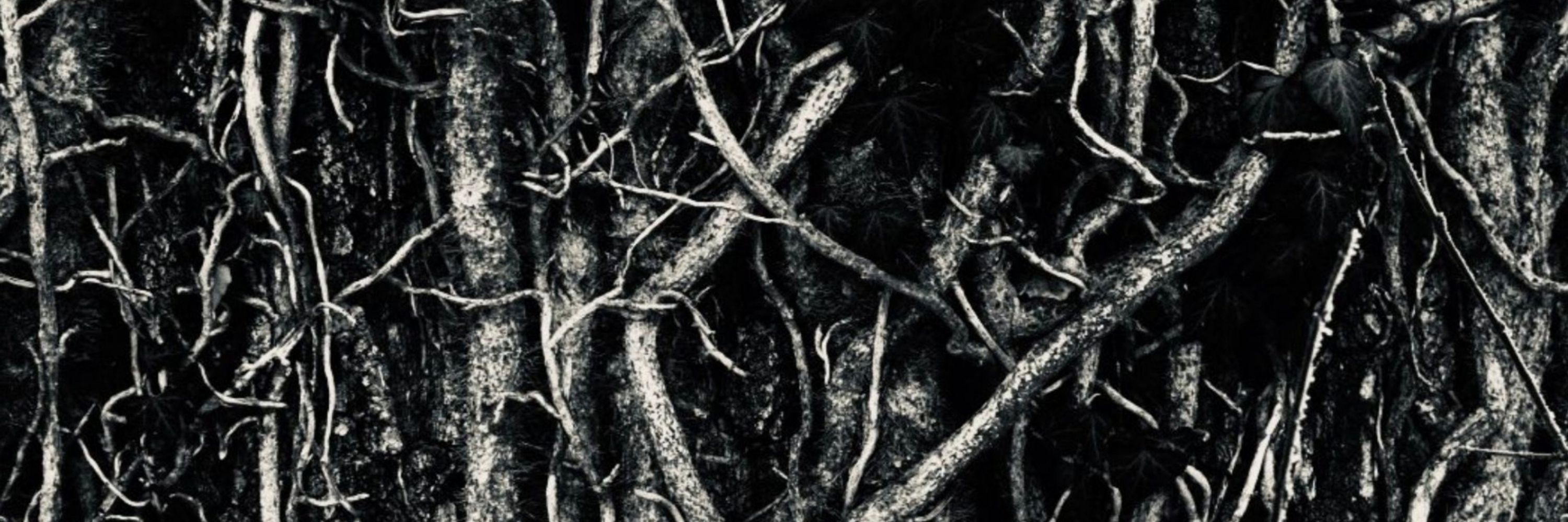 The Mother Root