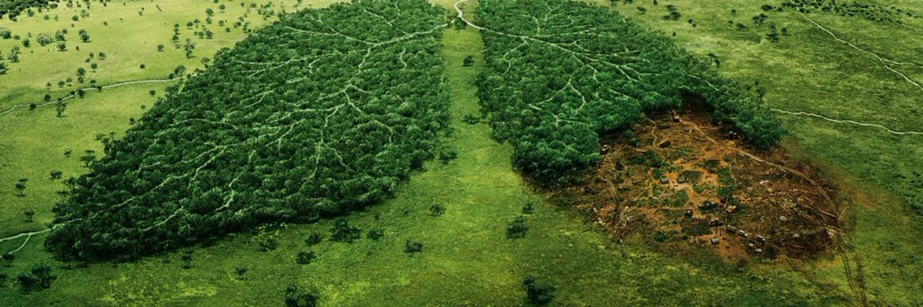 Progress in Environmental Geography