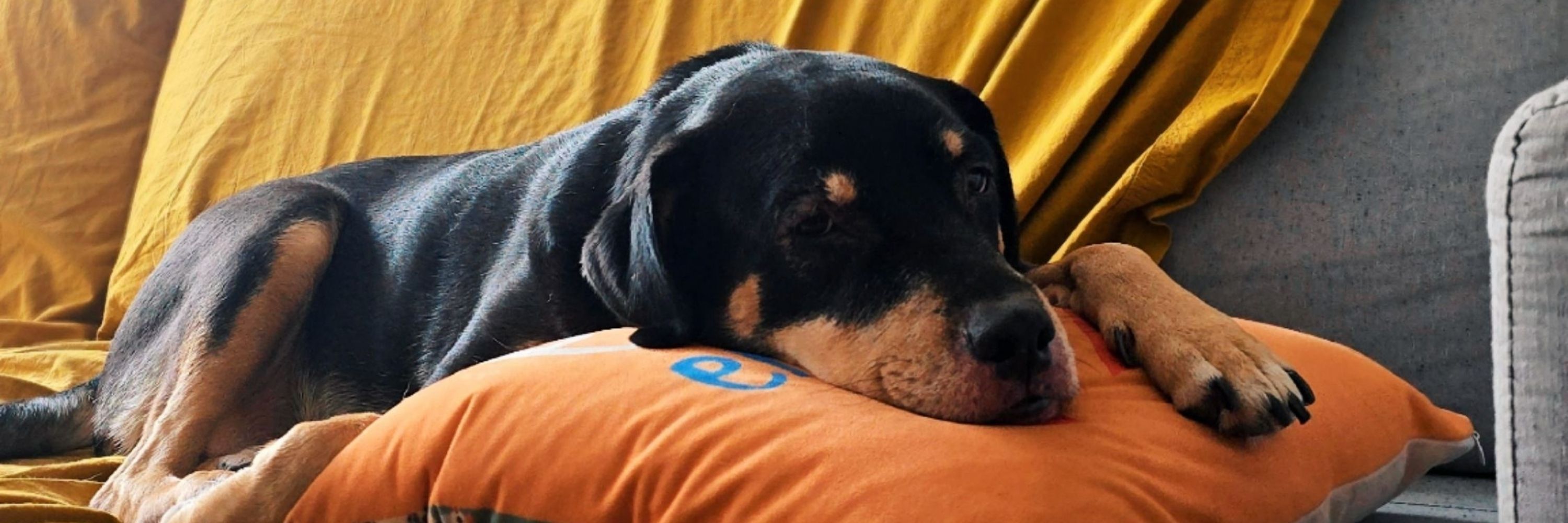 Aqui é o Rudy