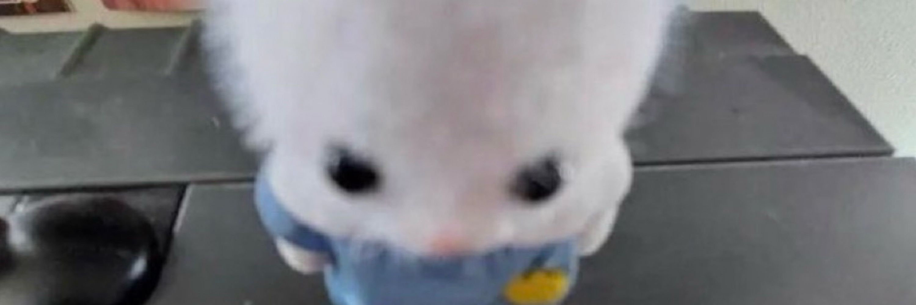 Choyabaiyeomnigiri